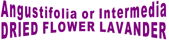 Angustifolia or Intermedia DRIED FLOWER LAVANDER Angustifolia or Intermedia DRIED FLOWER LAVANDER