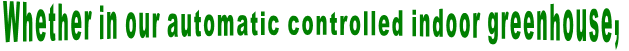 Whether in our automatic controlled indoor greenhouse,