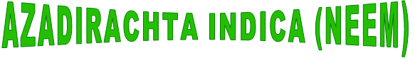 AZADIRACHTA INDICA (NEEM)