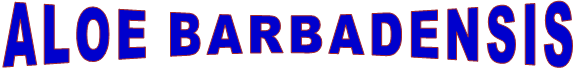 ALOE BARBADENSIS