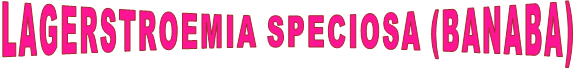 LAGERSTROEMIA SPECIOSA (BANABA)