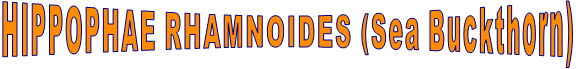 HIPPOPHAE RHAMNOIDES (Sea Buckthorn)