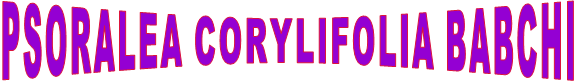 PSORALEA CORYLIFOLIA BABCHI
