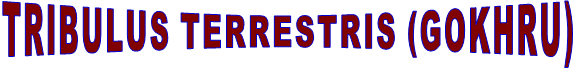TRIBULUS TERRESTRIS (GOKHRU)