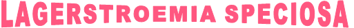 LAGERSTROEMIA SPECIOSA